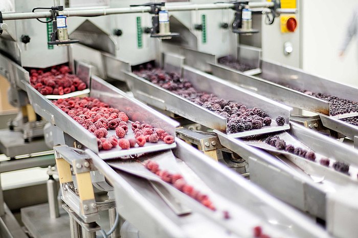 Sorting frozen berries on an assembly line